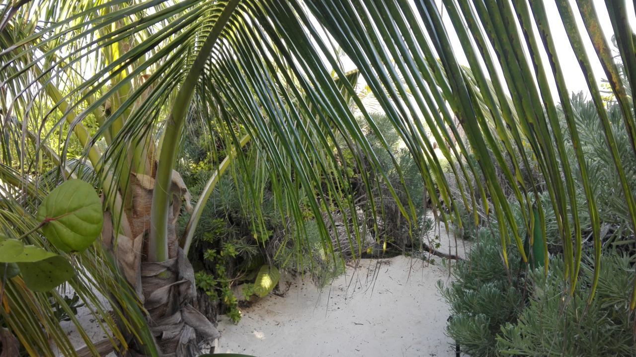 Eco Lodge Hotel Villa Tulum Exteriér fotografie